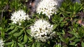 Saffron hasznos tulajdonságok, mint a bevétel (sáfrány) Saffron hasznos tulajdonságok, mint a bevétel