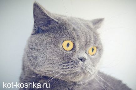 Skót macska - egy leírást a különbség Scottish fold macskák és pryamouhie