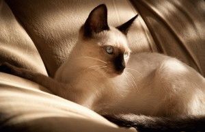 Sziámi macska - a leírás, fotók, árak, karakter, ellátás, videó, weboldal „bögre”