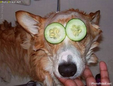 Töltse vicces képek a kutyákról (38 fotó) - vicces kép és humor