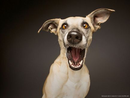 Töltse vicces képek a kutyákról (38 fotó) - vicces kép és humor
