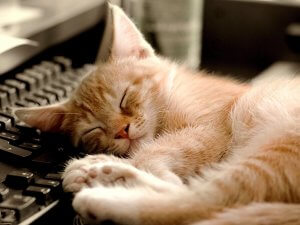 Hány óra alvás egy macska minden titkát a kedvenceink