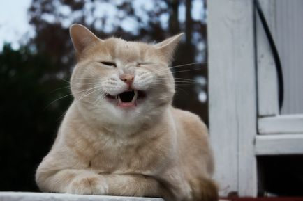 Hány fogak macska