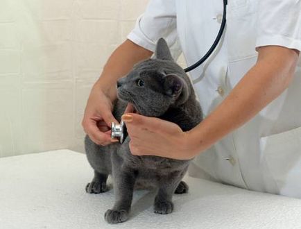 Sürgősségi állatorvosi ellátás macskák tünetek, és milyen gyorsan kell reagálni a megjelenésüket
