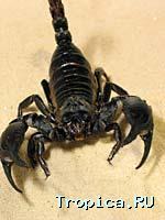 Scorpions, házi