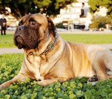 Bullmasztiff kutya fajta leírás, fotók, árak kölykök vélemények