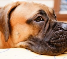 Bullmasztiff kutya fajta leírás, fotók, árak kölykök vélemények