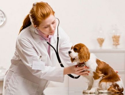 A kutya köhög, kezelésére blog állatorvosok - belanta