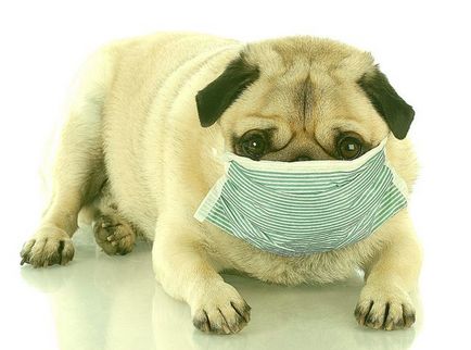 A kutya köhög, kezelésére blog állatorvosok - belanta