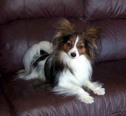 Papillon kutya