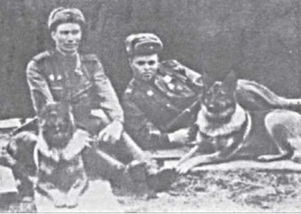 Kutyák a háborúban hasznosítja kutyákat a nagy honvédő háború