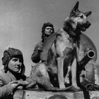 Kutyák a háborúban hasznosítja kutyákat a nagy honvédő háború