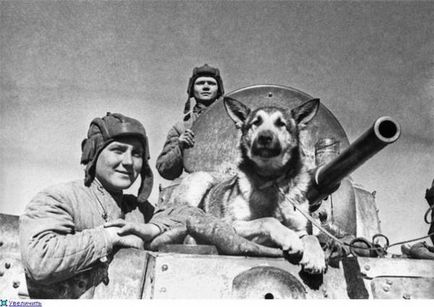 Kutyák a Nagy Honvédő Háború, a négylábú hősök nyerni