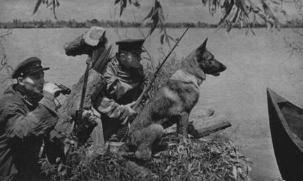 Kutyák a Nagy Honvédő Háború, a négylábú hősök nyerni