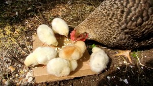A tartalom a csirkék otthon szabályok, előírások