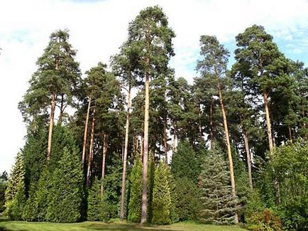 Pine, katalógus, fűrészáru, fa szerkezeti