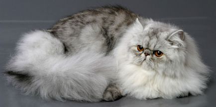 Listája hosszú szőrű macska fajták fotók, leírások és címek