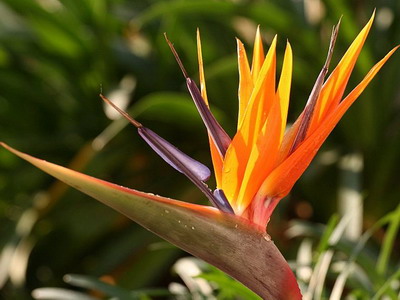 Strelitzia (paradicsommadárral virág) ellátás, nő a kertben, és bent