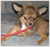 Hajvágás Chihuahua - csak annyit kell tudni