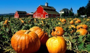 Pumpkin - növényi vagy bogyó, és hogyan kell használni