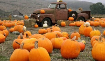 Pumpkin - növényi vagy bogyó, és hogyan kell használni