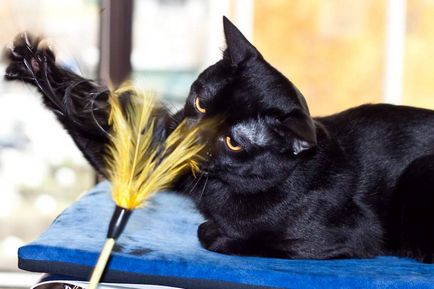 Top A legjobb fotók a fekete macska babona - félre!