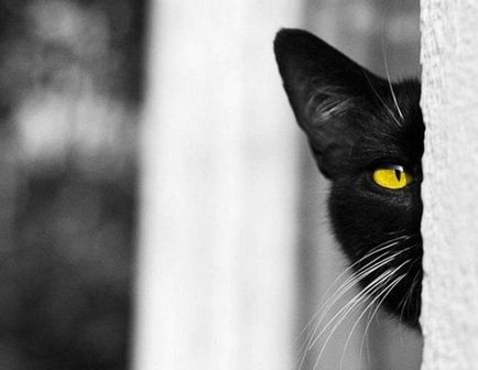 Top A legjobb fotók a fekete macska babona - félre!