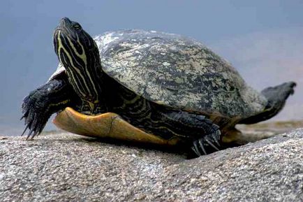 A lágy héjú teknős okok és kezelések
