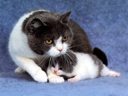 A macska vette a cica, hogy az élet kelbimbó