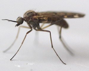 A harapás egy szúnyog - mint a gyógyítás