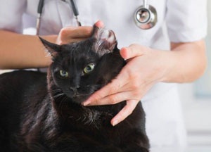 Fülrühösség macskáknál otthoni kezelés és a megelőzés