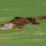 Platypus típusainak leírása érdekes tényeket (fénykép, videó)