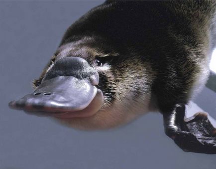 Platypus típusainak leírása érdekes tényeket (fénykép, videó)