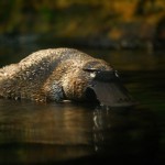 Platypus típusainak leírása érdekes tényeket (fénykép, videó)