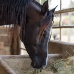 Gondozása lovak házi videók és képek