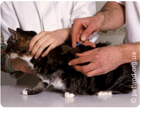Védőoltás macskák (összes oltások)