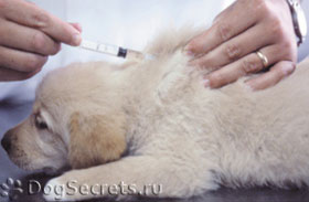Védőoltás a kutyák általában, az ár a kölykök vakcinázási program