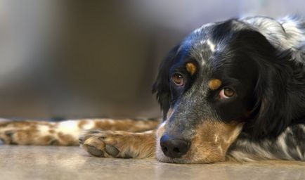 Nemi szarkóma kutyák jellemzői a betegség, valamint a diagnosztikai módszerek, a kezelés és a