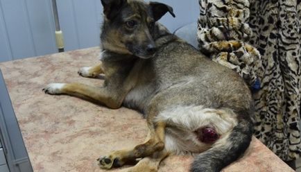Nemi szarkóma kutyák jellemzői a betegség, valamint a diagnosztikai módszerek, a kezelés és a