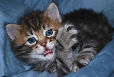 Féle színben szibériai macskák kék, fekete, piros és más COLORPOINT