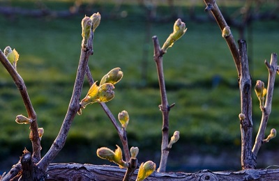 Vine érés kinövéseket és hogyan lehet felgyorsítani az érés