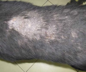 Hajhullás a kutyáknál lehetséges betegség okai és kezelése