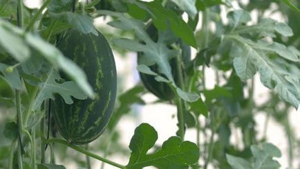 A növekvő görögdinnye az üvegházban - ültetés és gondozás