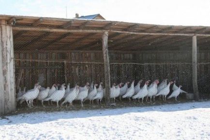 Növekvő pulyka otthon, hogyan kell kezdeni tenyészpulykákra módszerek tartalom,