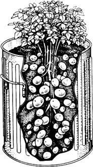 Burgonya termesztése egy hordóban