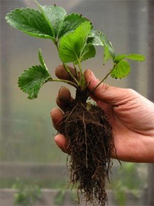 Eper termesztése zsákokban üvegházban csinálni rendesen