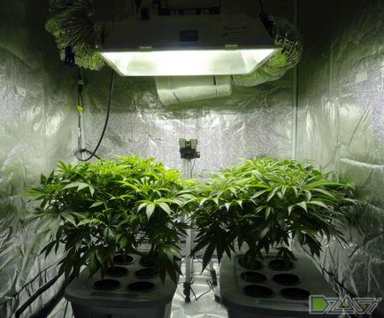 Kannabisz termesztésének otthon - a magból a dudorok