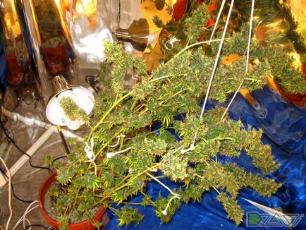 Kannabisz termesztésének otthon - a magból a dudorok