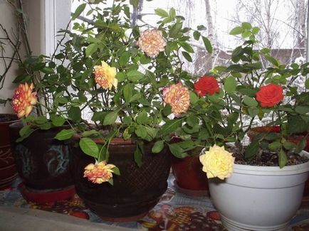 Növekvő rózsák otthon