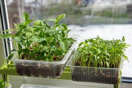 Átültetést zöldség és dísznövények - kedvező napok 2017-ben, a kertben